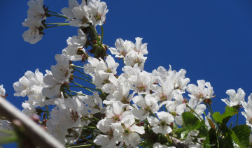 Картинка цветы цветущие+деревья+ +кустарники весна 2018