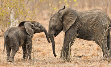 Картинка животные слоны хобот малыш