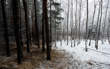 Картинка природа лес зима