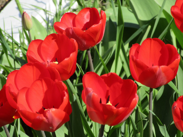 Обои картинки фото цветы, тюльпаны, весна, 2018