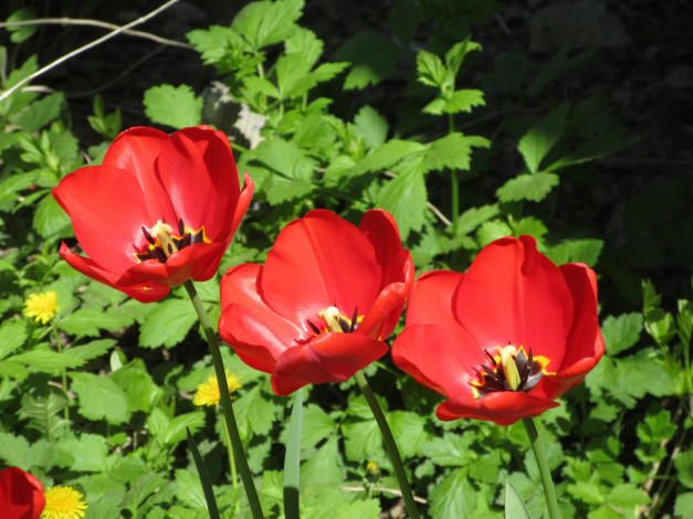 Обои картинки фото цветы, тюльпаны, весна, 2018