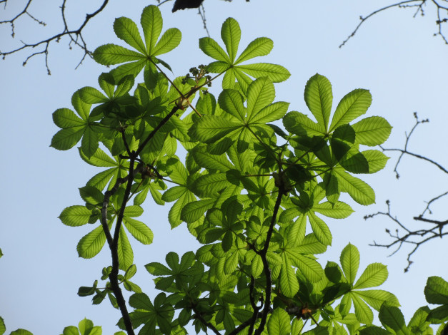 Обои картинки фото природа, листья, весна, 2018