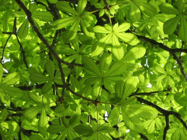 Обои картинки фото природа, листья, весна, 2018