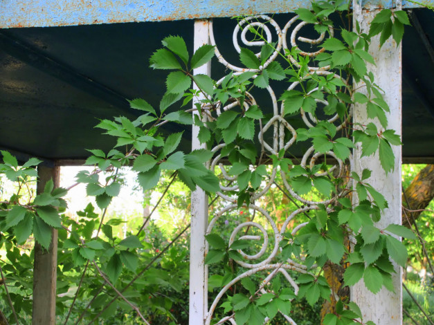 Обои картинки фото природа, листья, весна, 2018