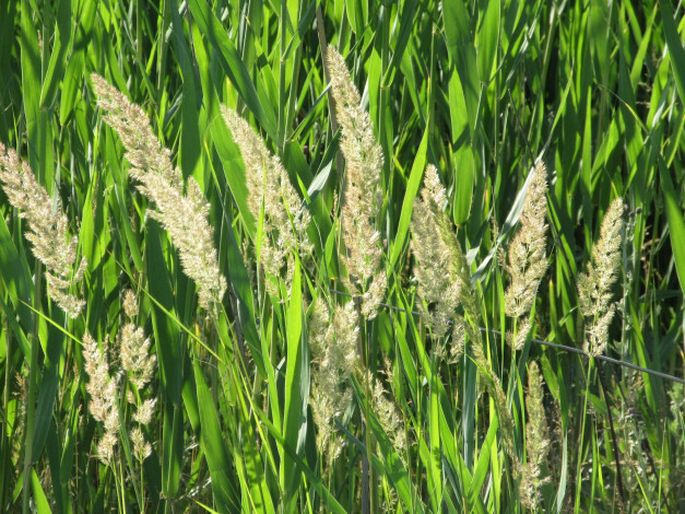 Обои картинки фото природа, макро, лето, 2018