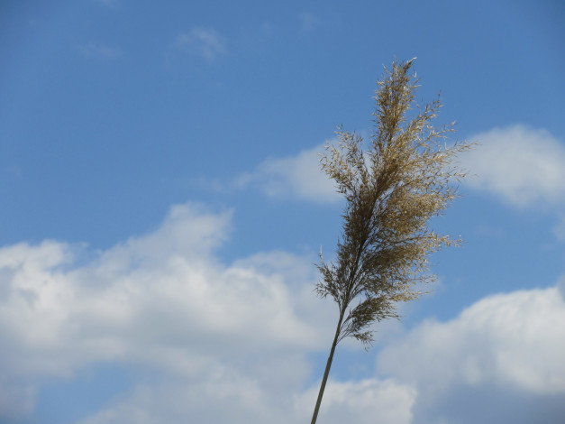 Обои картинки фото природа, макро, весна, 2018