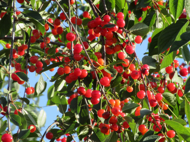 Обои картинки фото природа, Ягоды, лето, 2018