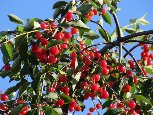 Обои картинки фото природа, Ягоды, лето, 2018