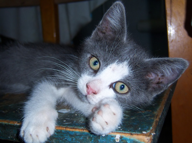 Обои картинки фото животные, коты, кот