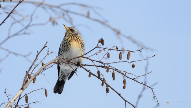 Обои картинки фото животные, птицы, семена, ветки, дерево, птица, небо