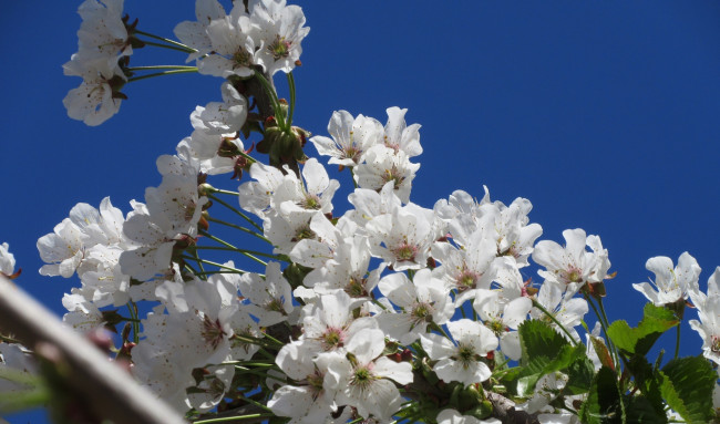 Обои картинки фото цветы, цветущие деревья ,  кустарники, весна, 2018