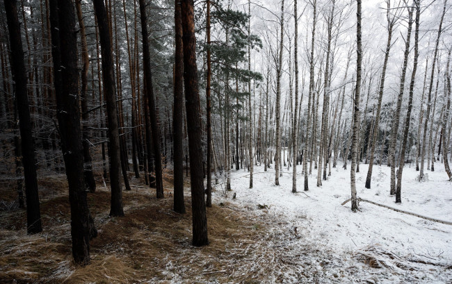 Обои картинки фото природа, лес, зима