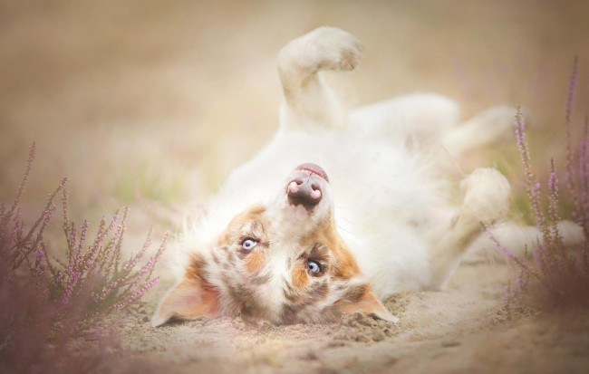 Обои картинки фото животные, собаки, лаванда, туман, собака