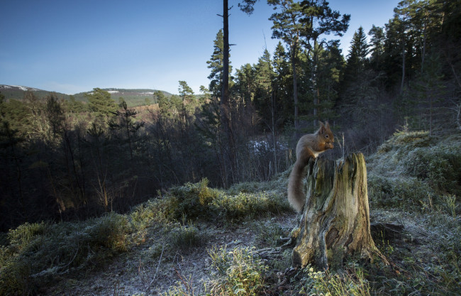Обои картинки фото животные, белки, хвост, белка, лес, пень