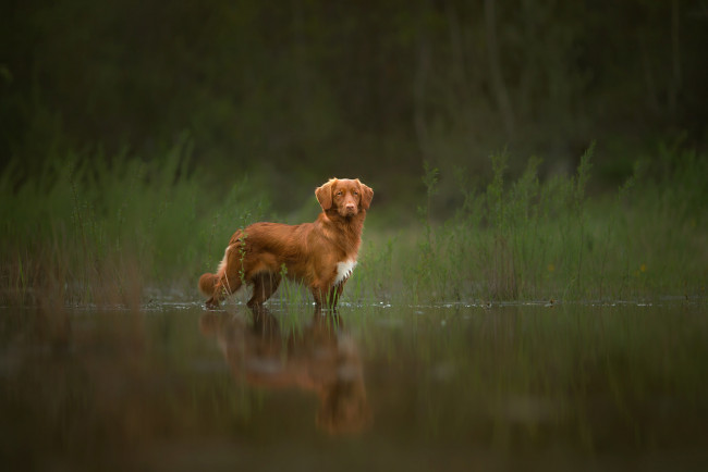 Обои картинки фото собака, животные, собаки