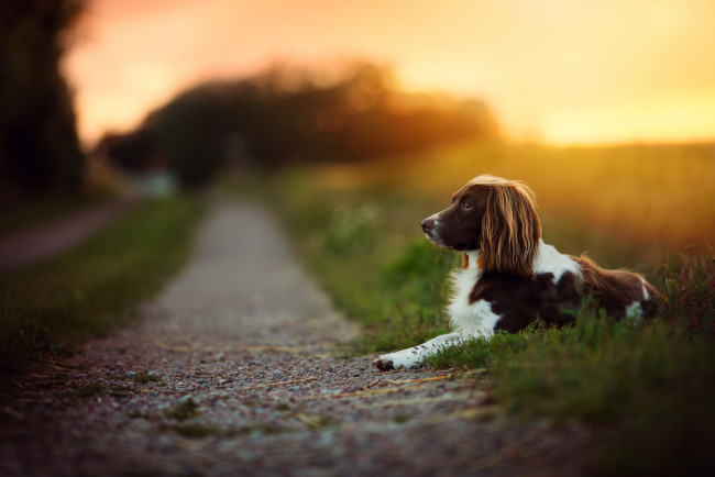 Обои картинки фото собака, животные, собаки