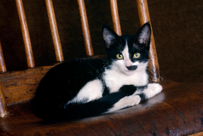 Обои картинки фото животные, коты, ступени, кот, кошка