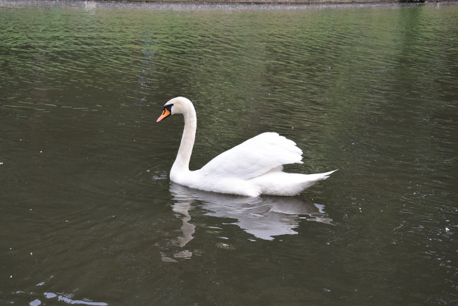 Обои картинки фото животные, лебеди, водоем