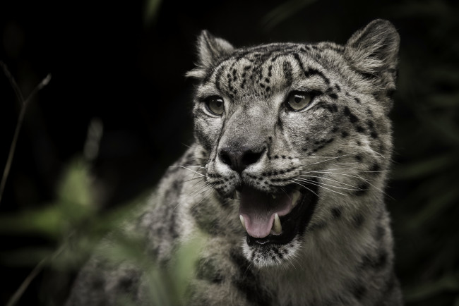 Обои картинки фото животные, снежный барс , ирбис, хищник, снежный, барс