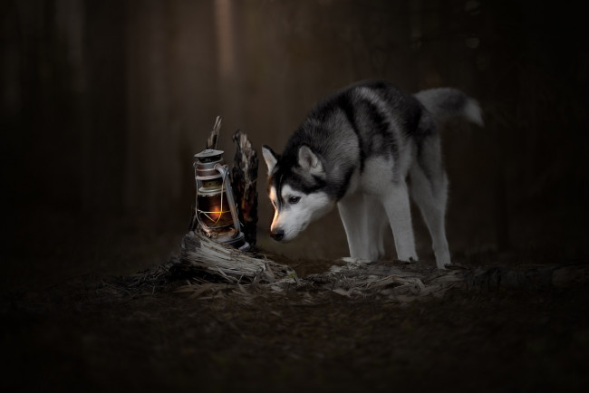 Обои картинки фото животные, собаки, любопытство, хаски, лампа