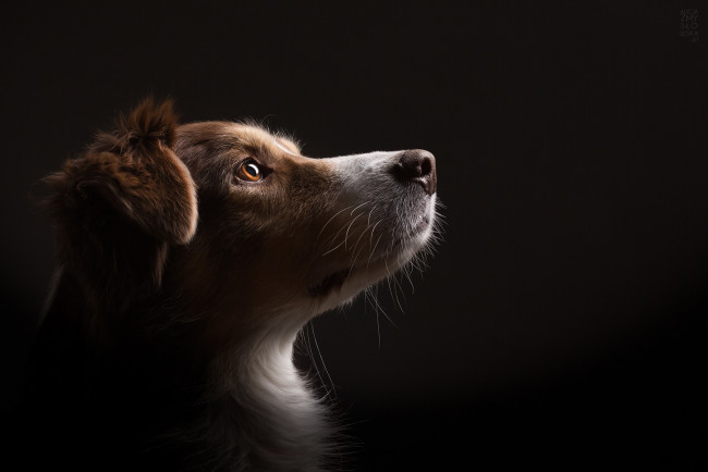 Обои картинки фото животные, собаки, собака, взгляд, дом, фон