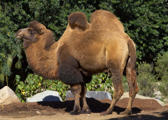 Обои картинки фото животные, верблюды, деревья, двугорбый, верблюд