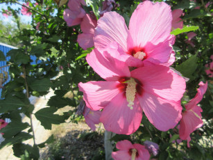 Картинка цветы гибискусы лето 2018