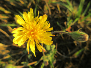 Картинка цветы луговые+ полевые +цветы лето 2018