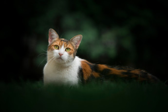 Картинка животные коты киска