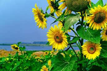 Картинка цветы подсолнухи