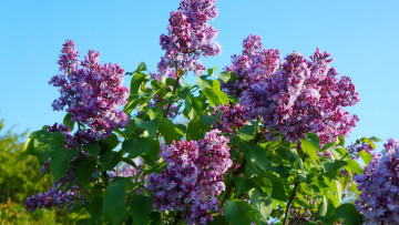 Картинка цветы сирень