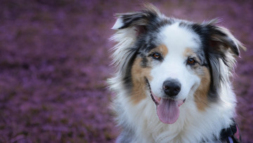 Картинка животные собаки австралийская овчарка