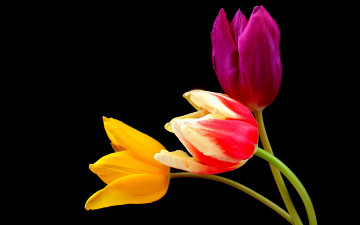 Картинка цветы тюльпаны