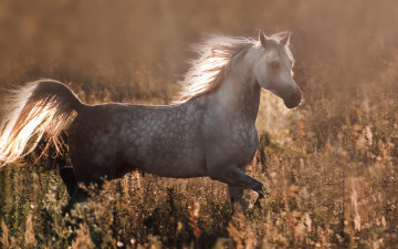 Картинка животные лошади конь