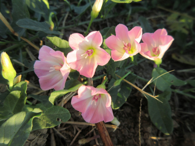 Обои картинки фото цветы, луговые , полевые,  цветы, лето, 2018