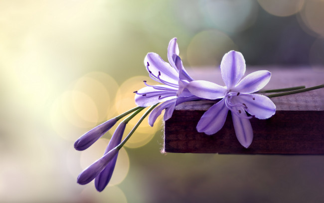 Обои картинки фото цветы, макро