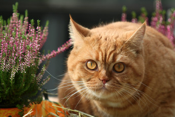 Картинка животные коты кот кошка