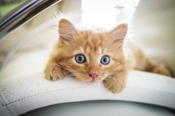 Картинка животные коты кот кошка