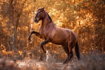 Картинка животные лошади лошадь