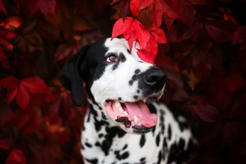 Картинка животные собаки собака