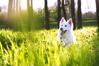 Картинка животные собаки собака