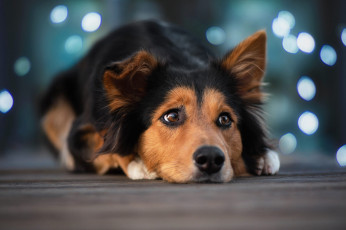 Картинка животные собаки собака