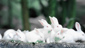 Картинка кино+фильмы the+untamed кролики