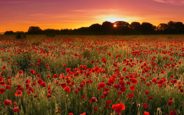 Картинка цветы маки закат алые поле