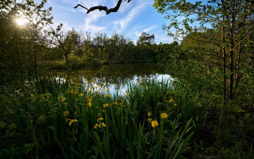 Картинка природа реки озера пруд ирисы лето