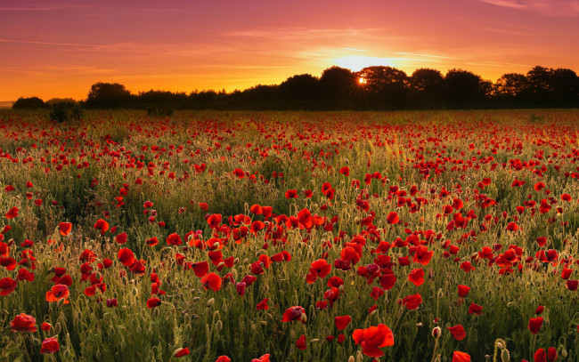 Обои картинки фото цветы, маки, закат, алые, поле