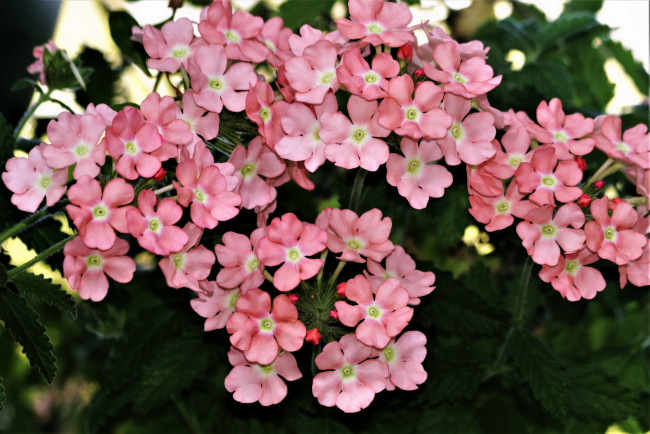 Обои картинки фото цветы, вербена, розовая