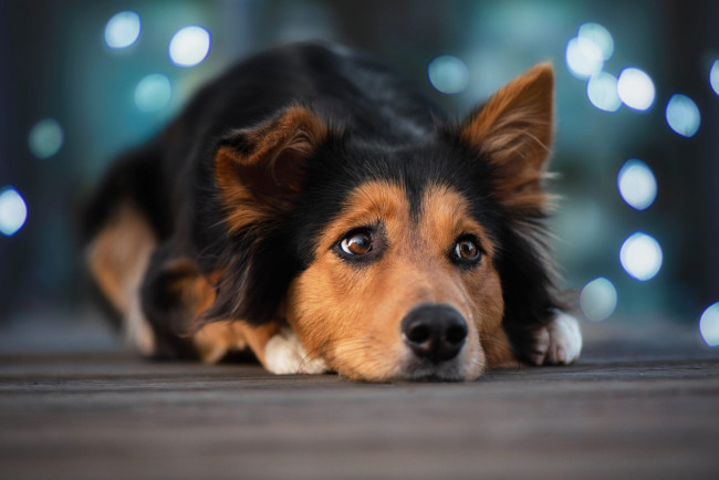 Обои картинки фото животные, собаки, собака