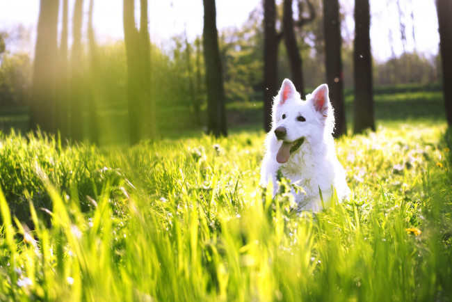 Обои картинки фото животные, собаки, собака