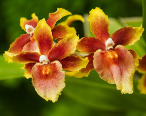 Картинка цветы орхидеи орхидея